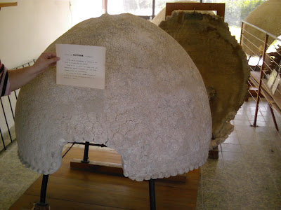 Museo Paleontológico de Colonia